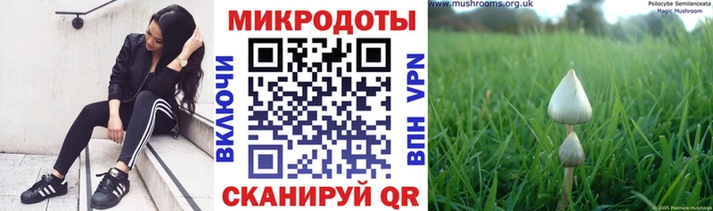 Галлюциногенные грибы Psilocybe  Костерёво 
